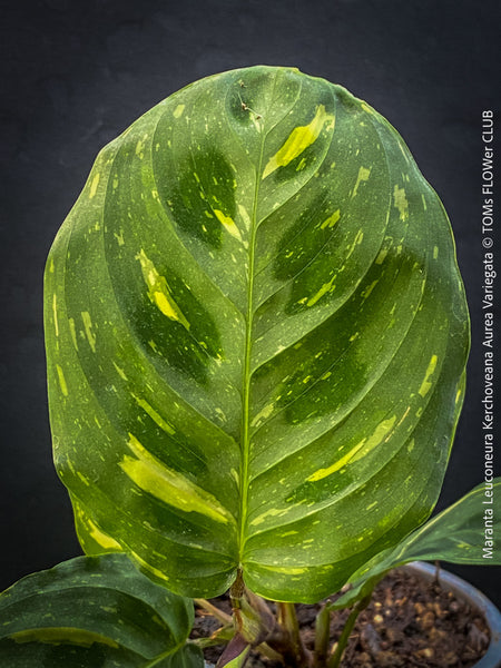 Maranta Leuconeura Kerchoveana Aurea Variegata, organically grown tropical plants for sale at TOMs FLOWer CLUB.
