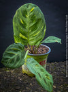 Maranta Leuconeura Kerchoveana Aurea Variegata, organically grown tropical plants for sale at TOMs FLOWer CLUB.