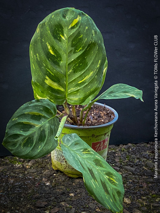 Maranta Leuconeura Kerchoveana Aurea Variegata, organically grown tropical plants for sale at TOMs FLOWer CLUB.