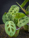 Maranta Leuconeura Kerchoveana Aurea Variegata, organically grown tropical plants for sale at TOMs FLOWer CLUB.