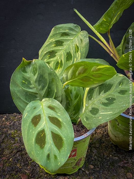 Maranta Leuconeura Kerchoveana Aurea Variegata, organically grown tropical plants for sale at TOMs FLOWer CLUB.