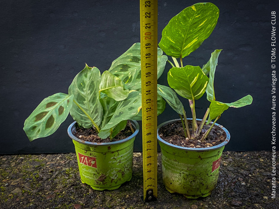 Maranta Leuconeura Kerchoveana Aurea Variegata, organically grown tropical plants for sale at TOMs FLOWer CLUB.