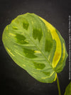 Maranta Leuconeura Kerchoveana Aurea Variegata, organically grown tropical plants for sale at TOMs FLOWer CLUB.