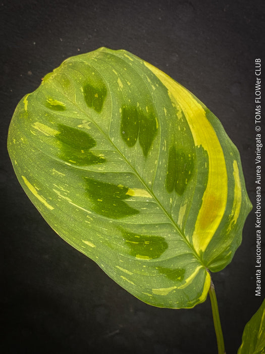 Maranta Leuconeura Kerchoveana Aurea Variegata, organically grown tropical plants for sale at TOMs FLOWer CLUB.