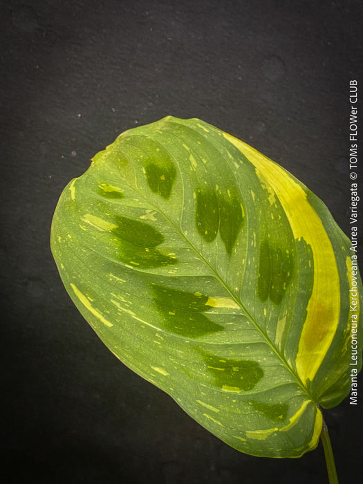 Maranta Leuconeura Kerchoveana Aurea Variegata, organically grown tropical plants for sale at TOMs FLOWer CLUB.