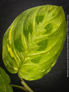 Maranta Leuconeura Kerchoveana Aurea Variegata, organically grown tropical plants for sale at TOMs FLOWer CLUB.