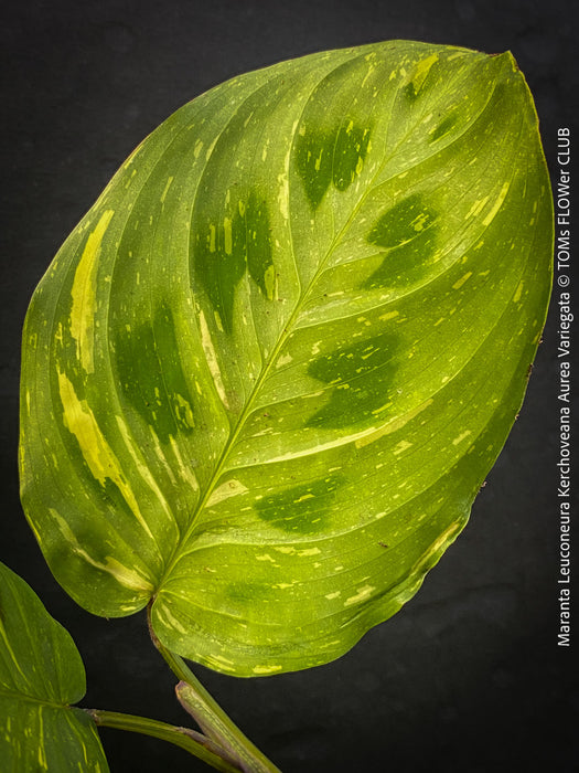 Maranta Leuconeura Kerchoveana Aurea Variegata, organically grown tropical plants for sale at TOMs FLOWer CLUB.