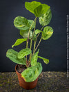 Maranta Leuconeura Kerchoveana Aurea Variegata, organically grown tropical plants for sale at TOMs FLOWer CLUB.
