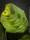 Maranta Leuconeura Kerchoveana Aurea Variegata, organically grown tropical plants for sale at TOMs FLOWer CLUB.