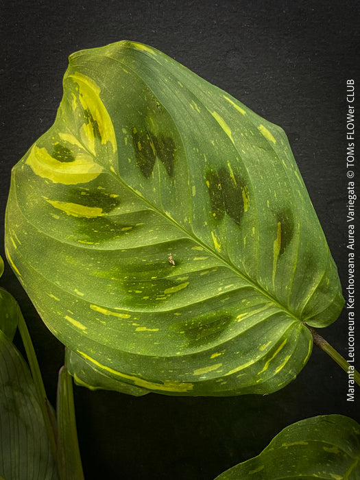 Maranta Leuconeura Kerchoveana Aurea Variegata, organically grown tropical plants for sale at TOMs FLOWer CLUB.