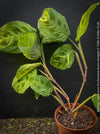 Maranta Leuconeura Kerchoveana Aurea Variegata, organically grown tropical plants for sale at TOMs FLOWer CLUB.