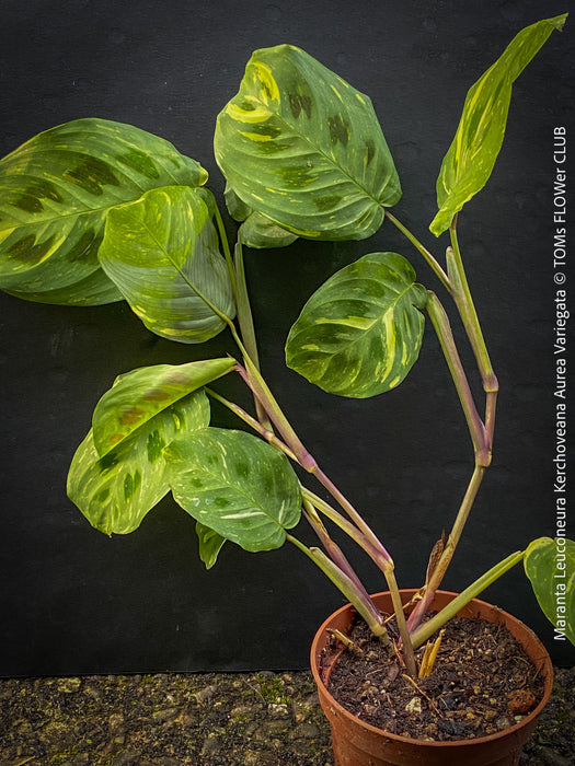 Maranta Leuconeura Kerchoveana Aurea Variegata, organically grown tropical plants for sale at TOMs FLOWer CLUB.
