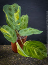Maranta Leuconeura Kerchoveana Aurea Variegata, organically grown tropical plants for sale at TOMs FLOWer CLUB.
