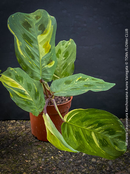 Maranta Leuconeura Kerchoveana Aurea Variegata, organically grown tropical plants for sale at TOMs FLOWer CLUB.