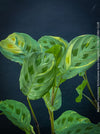 Maranta Leuconeura Kerchoveana Aurea Variegata, organically grown tropical plants for sale at TOMs FLOWer CLUB.