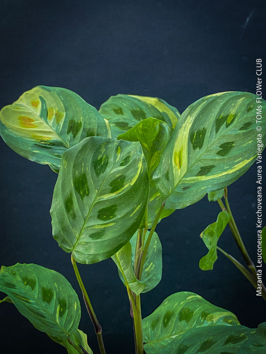 Maranta Leuconeura Kerchoveana Aurea Variegata, organically grown tropical plants for sale at TOMs FLOWer CLUB.