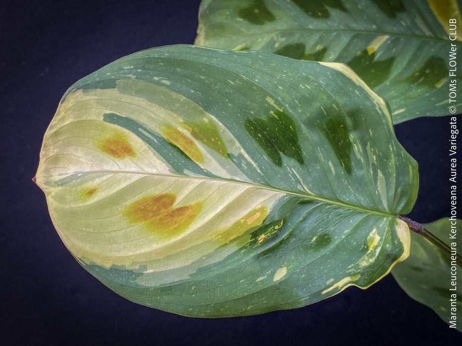 Maranta Leuconeura Kerchoveana Aurea Variegata, organically grown tropical plants for sale at TOMs FLOWer CLUB.