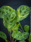 Maranta Leuconeura Kerchoveana Aurea Variegata, organically grown tropical plants for sale at TOMs FLOWer CLUB.