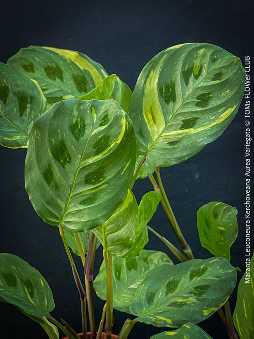 Maranta Leuconeura Kerchoveana Aurea Variegata, organically grown tropical plants for sale at TOMs FLOWer CLUB.