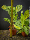 Maranta Leuconeura Kerchoveana Aurea Variegata, organically grown tropical plants for sale at TOMs FLOWer CLUB.