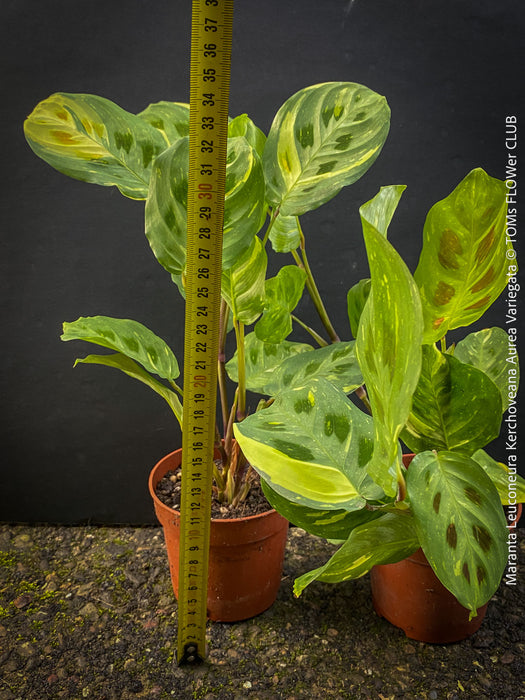 Maranta Leuconeura Kerchoveana Aurea Variegata, organically grown tropical plants for sale at TOMs FLOWer CLUB.