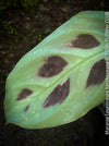 Leaf detail of Maranta Leuconeura Kerchoveana, organically grown tropical plants for sale at TOMs FLOWer CLUB.vv