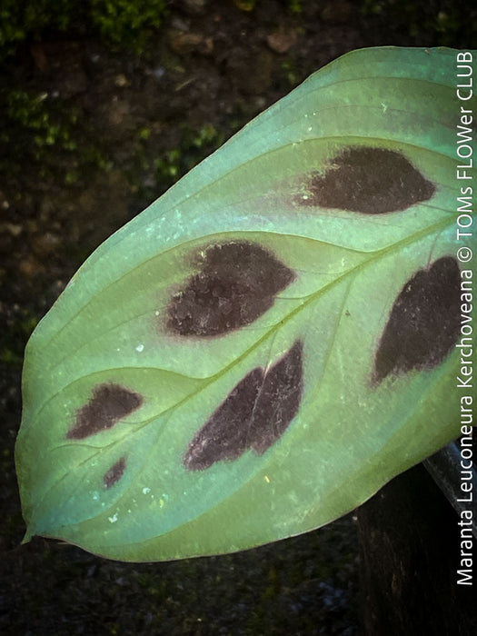 Leaf detail of Maranta Leuconeura Kerchoveana, organically grown tropical plants for sale at TOMs FLOWer CLUB.vv