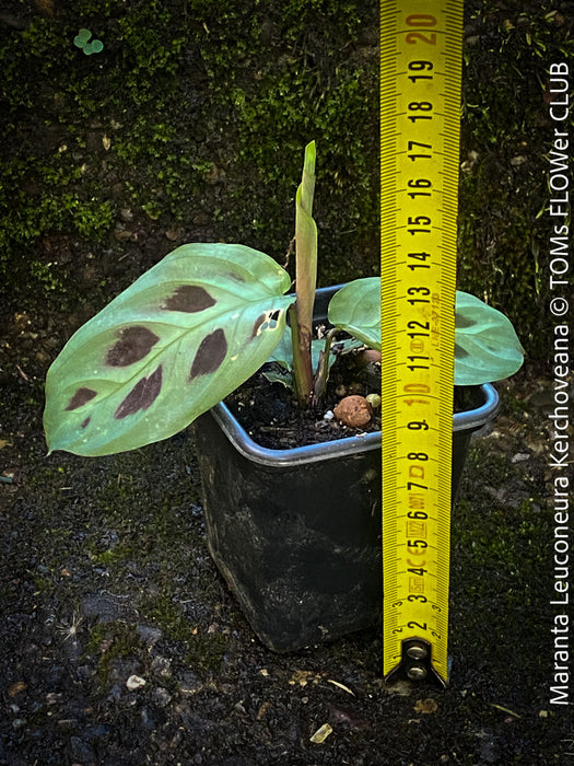 Maranta Leuconeura Kerchoveana, organically grown tropical plants for sale at TOMs FLOWer CLUB.