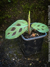 Maranta Leuconeura Kerchoveana, organically grown tropical plants for sale at TOMs FLOWer CLUB.