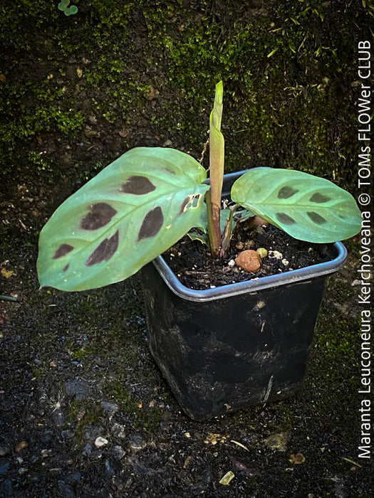Maranta Leuconeura Kerchoveana, organically grown tropical plants for sale at TOMs FLOWer CLUB.
