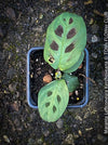 Maranta Leuconeura Kerchoveana, organically grown tropical plants for sale at TOMs FLOWer CLUB.
