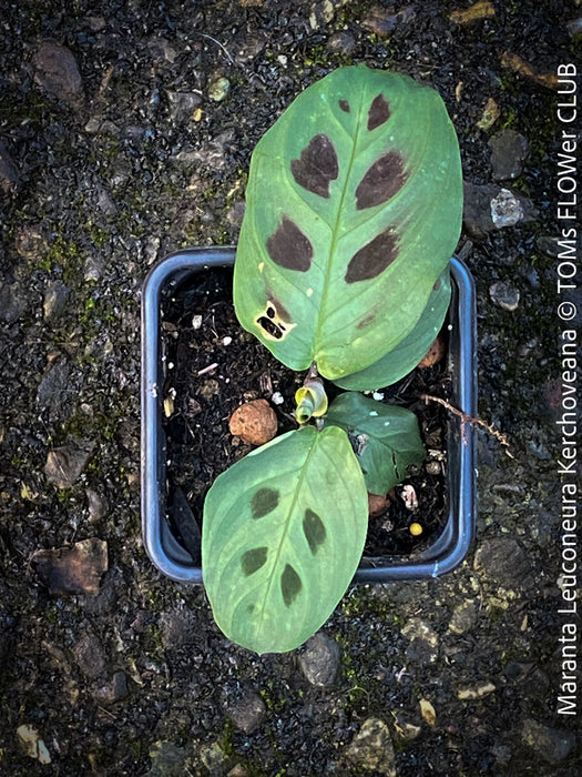 Maranta Leuconeura Kerchoveana, organically grown tropical plants for sale at TOMs FLOWer CLUB.