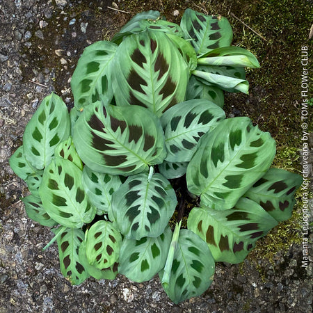 Maranta Leuconeura Kerchoveana Aurea Variegata, organically grown tropical plants for sale at TOMs FLOWer CLUB.