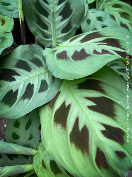 Maranta Leuconeura Kerchoveana, organically grown tropical plants for sale at TOMs FLOWer CLUB.