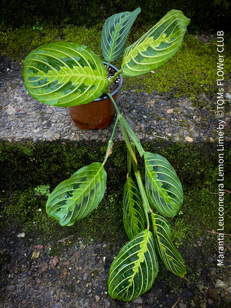 Maranta Leuconeura Lemon Lime, organically grown tropical plants for sale at TOMs FLOWer CLUB.