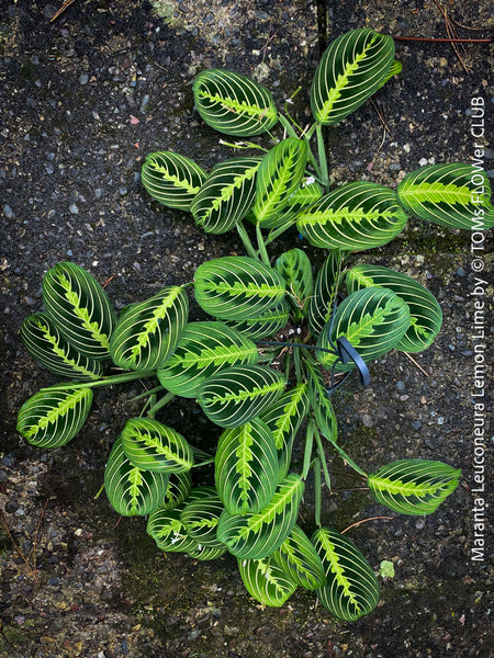 Maranta Leuconeura Lemon Lime, organically grown tropical plants for sale at TOMs FLOWer CLUB.