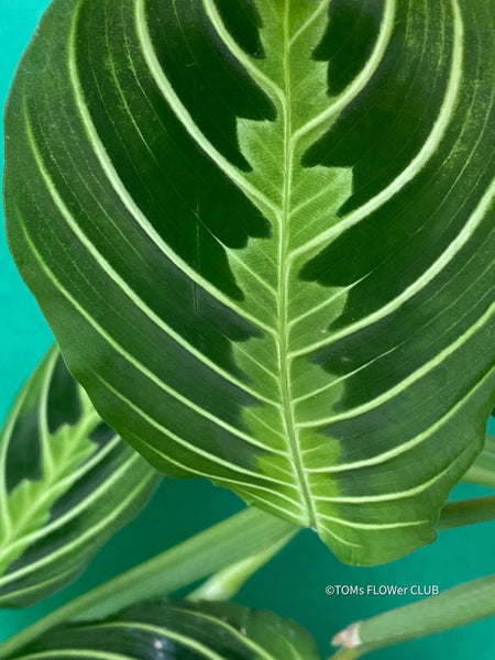 Maranta Leuconeura Lemon Lime, organically grown tropical plants for sale at TOMs FLOWer CLUB