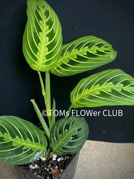 Maranta Leuconeura Lemon Lime, organically grown tropical plants for sale at TOMs FLOWer CLUB