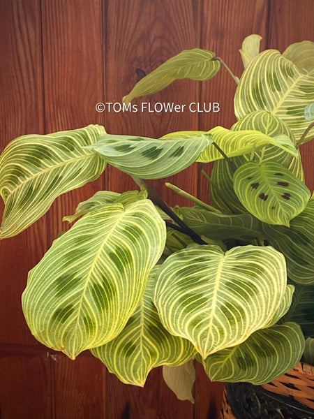 Maranta Leuconeura Light Veins Fantasy, Prayer Plant, organically grown tropical plants for sale at TOMs FLOWer CLUB.