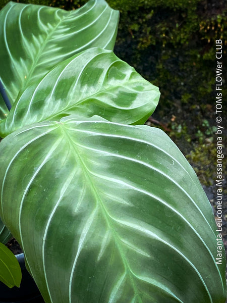 Maranta Leuconeura Massangeana, Prayer Plant, organically grown tropical plants for sale at TOMs FLOWer CLUB.