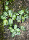 Maranta Leuconeura Silver Band, organically grown tropical plants for sale at TOMs FLOWer CLUB.