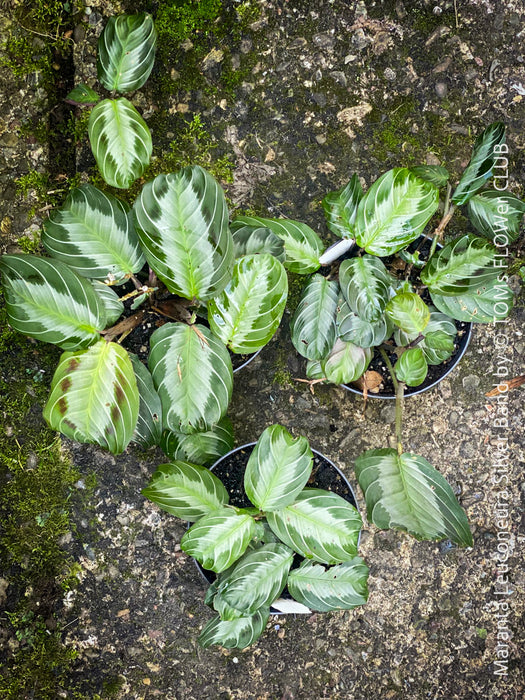 Maranta Leuconeura Silver Band, organically grown tropical plants for sale at TOMs FLOWer CLUB.