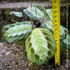 Maranta Leuconeura Silver Band, organically grown tropical plants for sale at TOMs FLOWer CLUB.