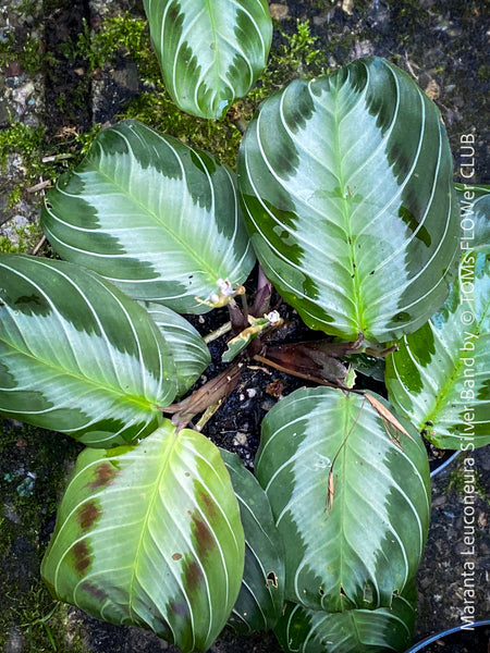 Maranta Leuconeura Silver Band, organically grown tropical plants for sale at TOMs FLOWer CLUB.