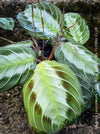 Maranta Leuconeura Silver Band, organically grown tropical plants for sale at TOMs FLOWer CLUB.