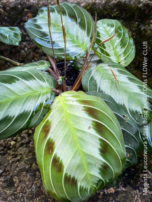 Maranta Leuconeura Silver Band, organically grown tropical plants for sale at TOMs FLOWer CLUB.