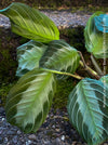 Maranta Leuconeura Silver Band, organically grown tropical plants for sale at TOMsFLOWer CLUB.