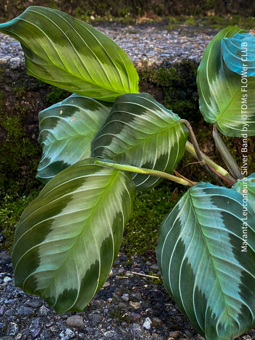 Maranta Leuconeura Silver Band, organically grown tropical plants for sale at TOMsFLOWer CLUB.