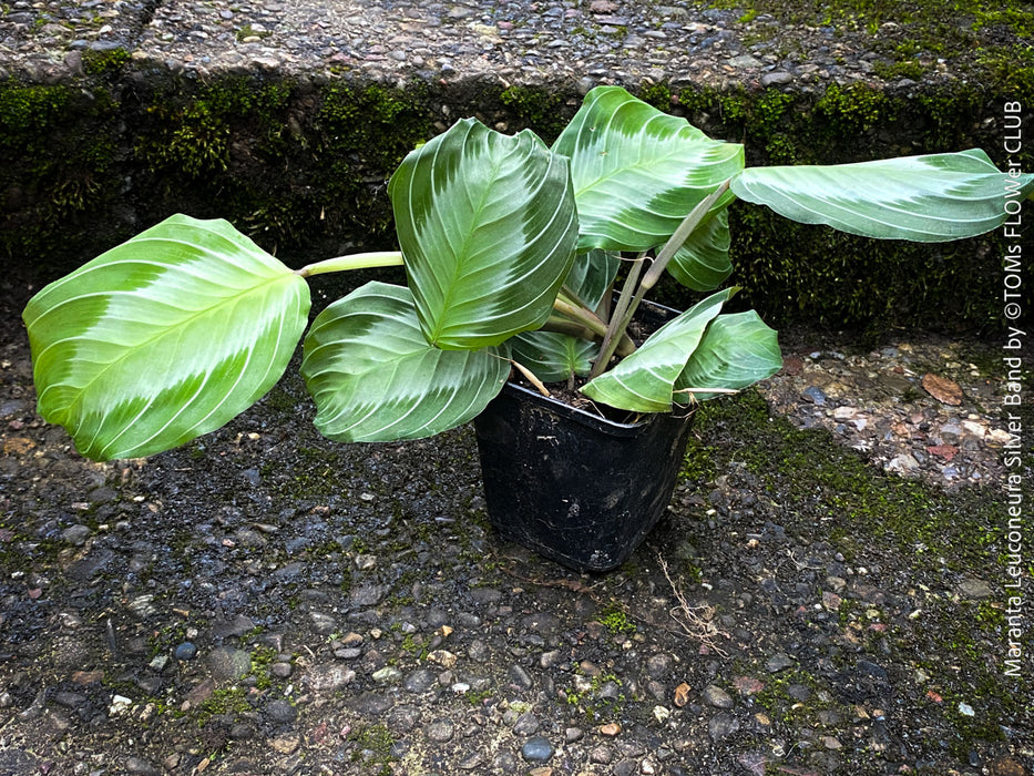 Maranta Leuconeura Massangeana, Prayer Plant, organically grown tropical plants for sale at TOMs FLOWer CLUB.