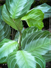 Maranta Leuconeura Massangeana, Prayer Plant, organically grown tropical plants for sale at TOMs FLOWer CLUB.